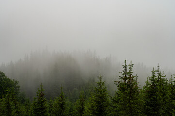 Forest in the fog, rainy and foggy morning in the mountains. Top of pine and spruce in the highlands after rain. - obrazy, fototapety, plakaty