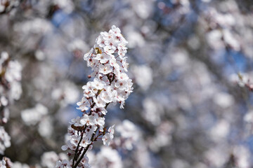 Blüten einer Zierkirsche im Frühling