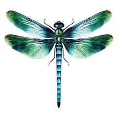 Dragonfly Clipart isolated on white background