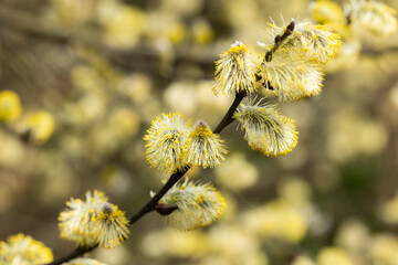 Gelbe Weidenkätzchen im Frühling
