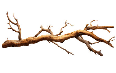 Barren Tree Branch in Winter. On a White or Clear Surface PNG Transparent Background.