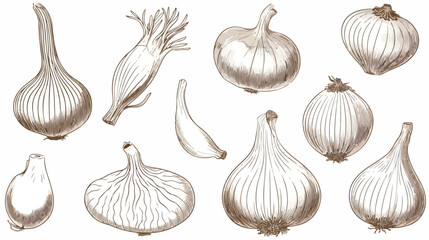Linear Onions. Hand drawing whole and chopped onion