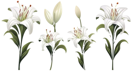 Poster lily of the valley isolated on transparent background © PNG Lover