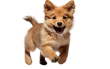 Small Brown Dog Running Across White Background. On a White or Clear Surface PNG Transparent Background.