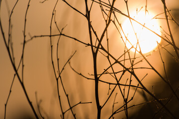 branch in sunset