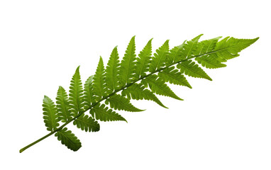 Green Fern Leaf on White Background. On a White or Clear Surface PNG Transparent Background.