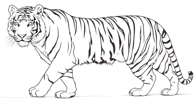One continuous line image of a tiger in vector form