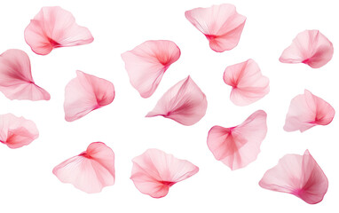 A Bunch of Pink Petals on a White Background. On a White or Clear Surface PNG Transparent Background.