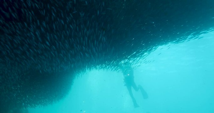 A school of sardines forms a ball to hide from the shark. A flock herd  of millions of fish swirls around the camera, corals and divers. Seascape with a baitball of sardine fish in the Caribbean Sea