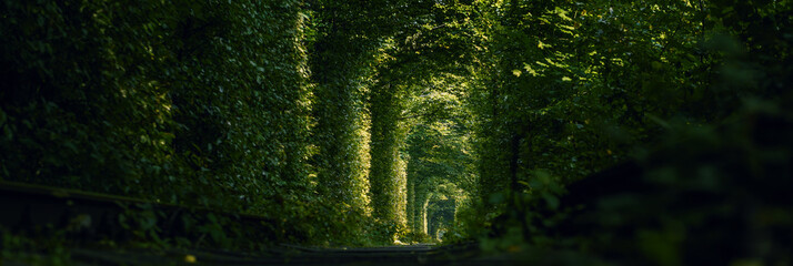 Green tunnel of trees growing above the railway. Light at the end of a tunnel made of tree branches.