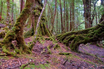 Photo sur Plexiglas Mont Cradle temperate rainforest near Cradle Mountain, Tasmania, Australia