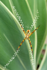 Orb spider: skilled weaver of intricate webs, perched delicately. Vivid markings adorn its round abdomen. Patiently awaits prey, an architect of nature's design.