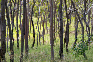 Naklejka premium Bushland near the old mining town Herberton in Far North Queensland, Australia