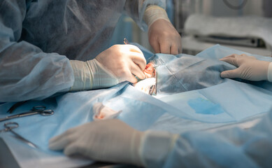 Veterinary surgeon in the operating room performs surgery on a pet. Expertly conducted veterinary...
