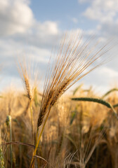Close-up ripe golden wheat ears. Golden wheat field under sunlight.