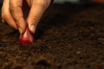 Copy space. A farmer plants a bulb close-up in the ground. A farmer's hand pushes a beautiful red...