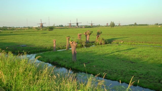 Dutch landscape with pruned pollard willows and windmills during a summer day