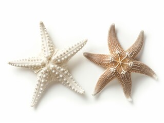 Two starfish in contrasting colors isolated on a white background, symbolizing marine life and diversity.