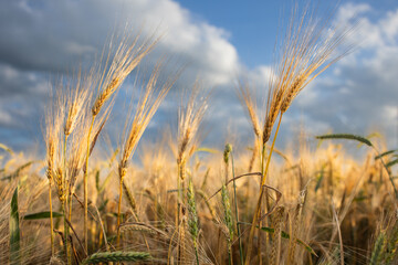 Close-up ripe golden wheat ears. Golden wheat field under sunlight.