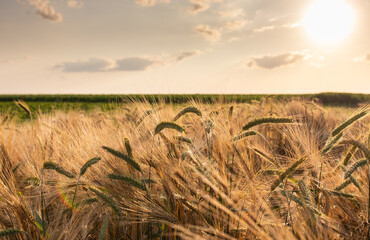 Close-up ripe golden wheat ears. Golden wheat field under sunlight.