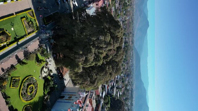 Vertical drone shot of Tule tree in Oaxaca, Mexico during daytime.