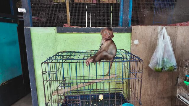 PASTY Zona Hewan : a baby monkey tied with a chain at a wild animal market in broad daylight in Yogyakarta - Special Region of Yogyakarta, Indonesia
