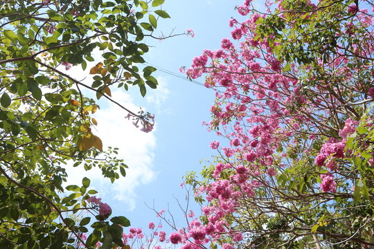 Bottom view of rosy trumpet tree foliage in the morning with blue sky. Tranquil natural background with trees, leaves, flowers of tabebuia rosea, swaying on wind in Mekong Delta Vietnam.