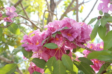 Close-up of pink tabebuia rosea flowers blooming in the garden, known as rosy trumpet tree.