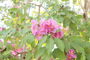 Close-up of pink tabebuia rosea flowers blooming in the garden, known as rosy trumpet tree.