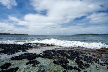 mussel shells growing on rocks while waves break over them and bull kelp growing on rocks in the ocean in australia. Waves moving seaweed over rock and flowing with the tide