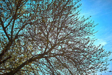 Spring green flowering trees and bright sky on a warm day