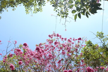Bottom view of  tabebuia rosea flowers blooming in the morning with blue sky cloud. Tranquil...