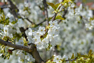 Obraz premium Sweet cherry branch with flowers