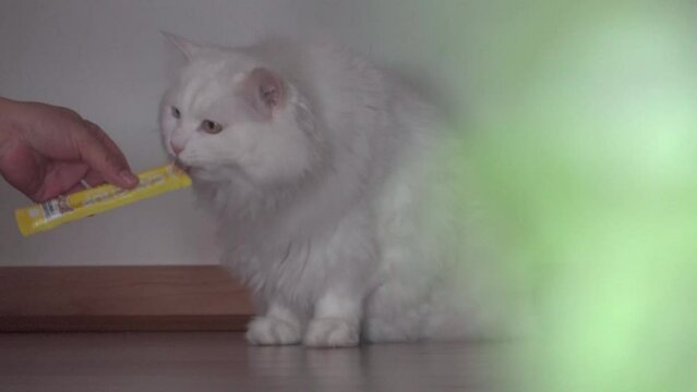 Odd-Eye Cat with Long White Fur