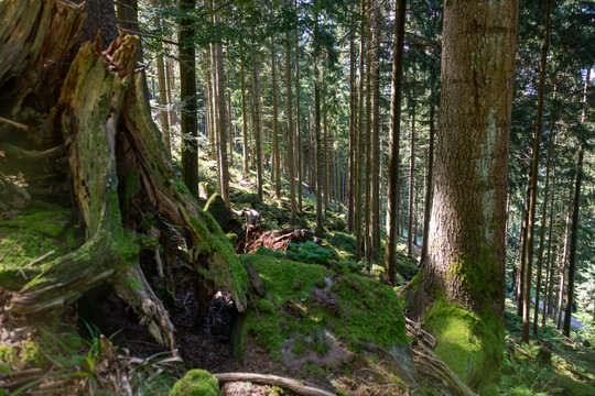 Wald Landschaft am Morgen 