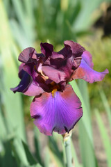 Tall bearded iris Pagan flower