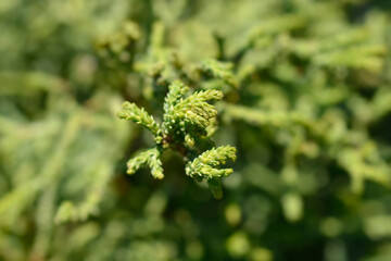 Hinoki cypress Brigitte branch