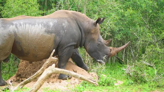 An African rhino serenely grazing on the diverse flora of a green wildlife reserve. The reserve vibrant ecosystem the rhino in daylight