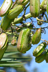 Spanish bayonet branch with fruit