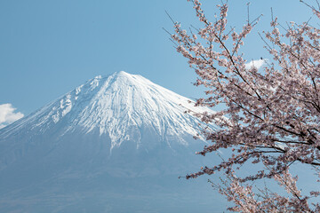 富士と桜