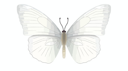 White butterfly called Cabbage Butterfly or Cabbage