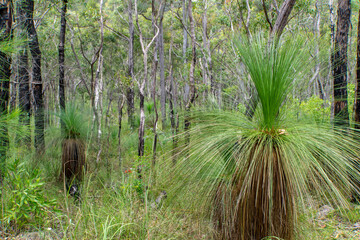 Bushland near the old mining town Herberton in Far North Queensland, Australia