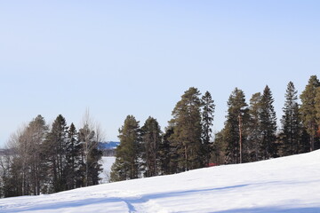 snow covered trees