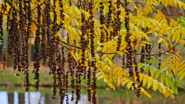 Ripe Withered Nuts of Caucasian Wingnut Wallnut Tree Pterocarya Fraxinifolia