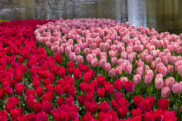 Red and pink tulips in the Keukenhof Garden in Lisse, Holland, Netherlands.