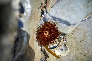 red sea anemone in a rock pool on the beach in australia