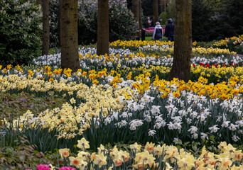 Colorful flowers in the Keukenhof Garden in Lisse, Holland, Netherlands.