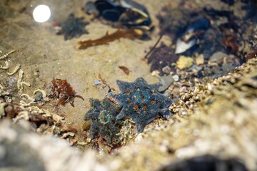 starfish in a rock pool at the beach growing on rocks while waves break over them and bull kelp...