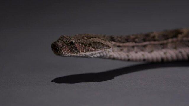 Puff Adder snake moving across grey groud - close up on face