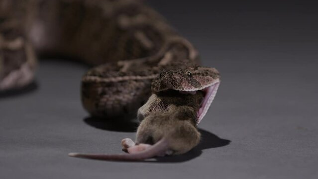 Puff Adder snake beginning to walk prey into mouth